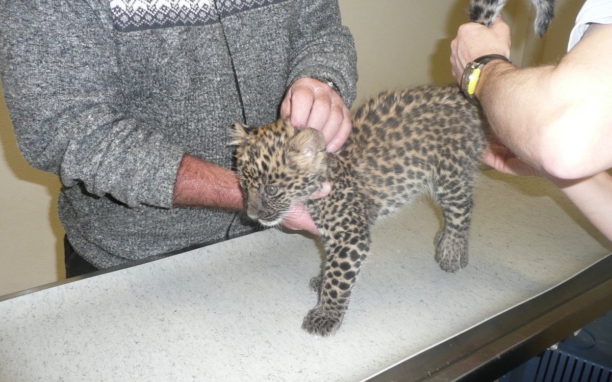 Ungewöhnlicher Patient, ein junger Leopard. 