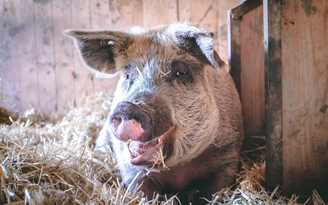 Auf dem Lebenshof leben Schweine, ...