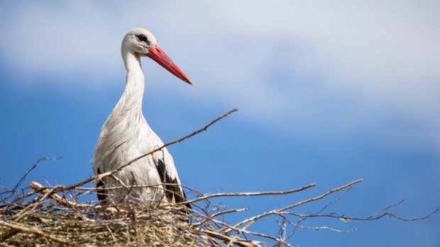 Storch