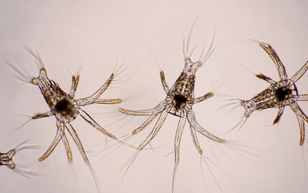 Wenige Millimeter kleine Nauplien der Weissfussgarnele