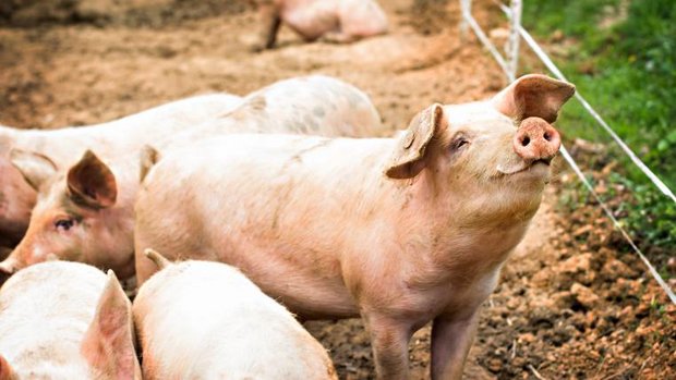 Schweine