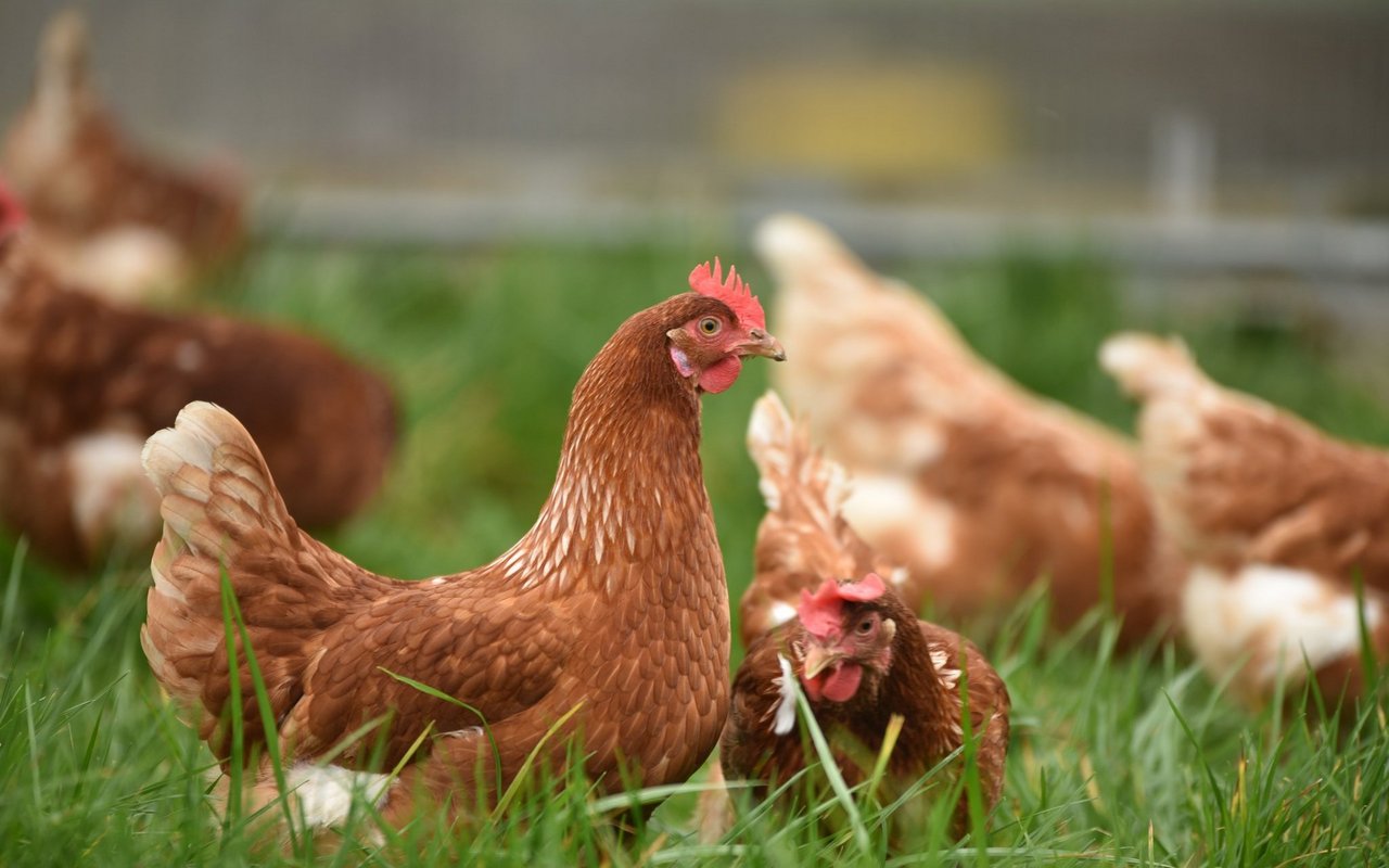 Es hat deutlich mehr Nutzvögel als Wildvögel.