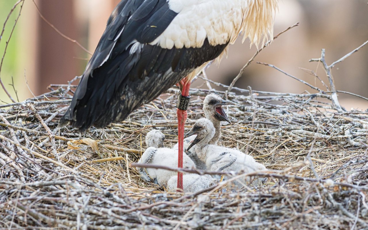 Die munteren Jungtiere können bereits bei ihren ersten Flugübungen beobachtet werden.