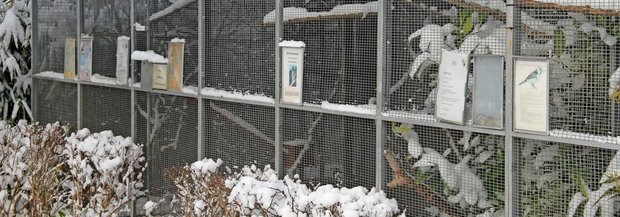 vogel-voliere-winter.jpg