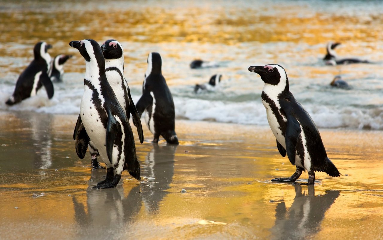 Brillenpinguine an einem Strand in Südafrika.