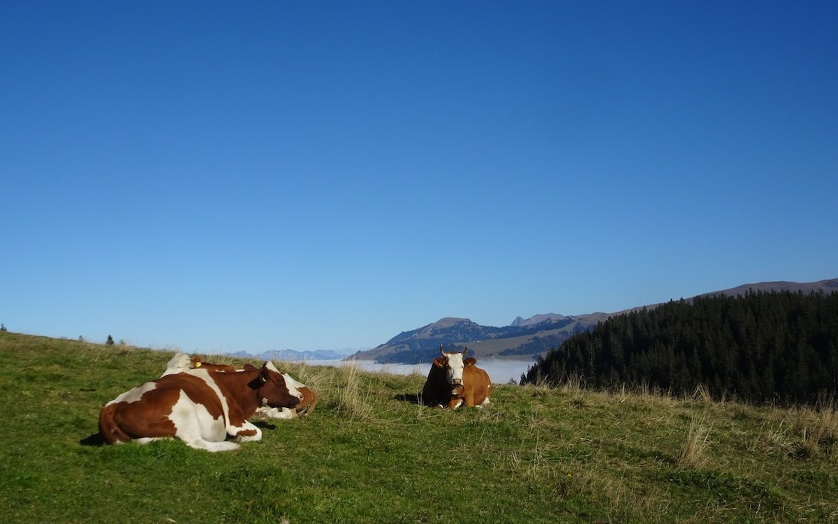 Kühe auf dem Jaunpass blicken auf das herbstliche Nebelmeer. Die Kuh ist ein idealer Grasverwerter der Voralpen und Alpen. 