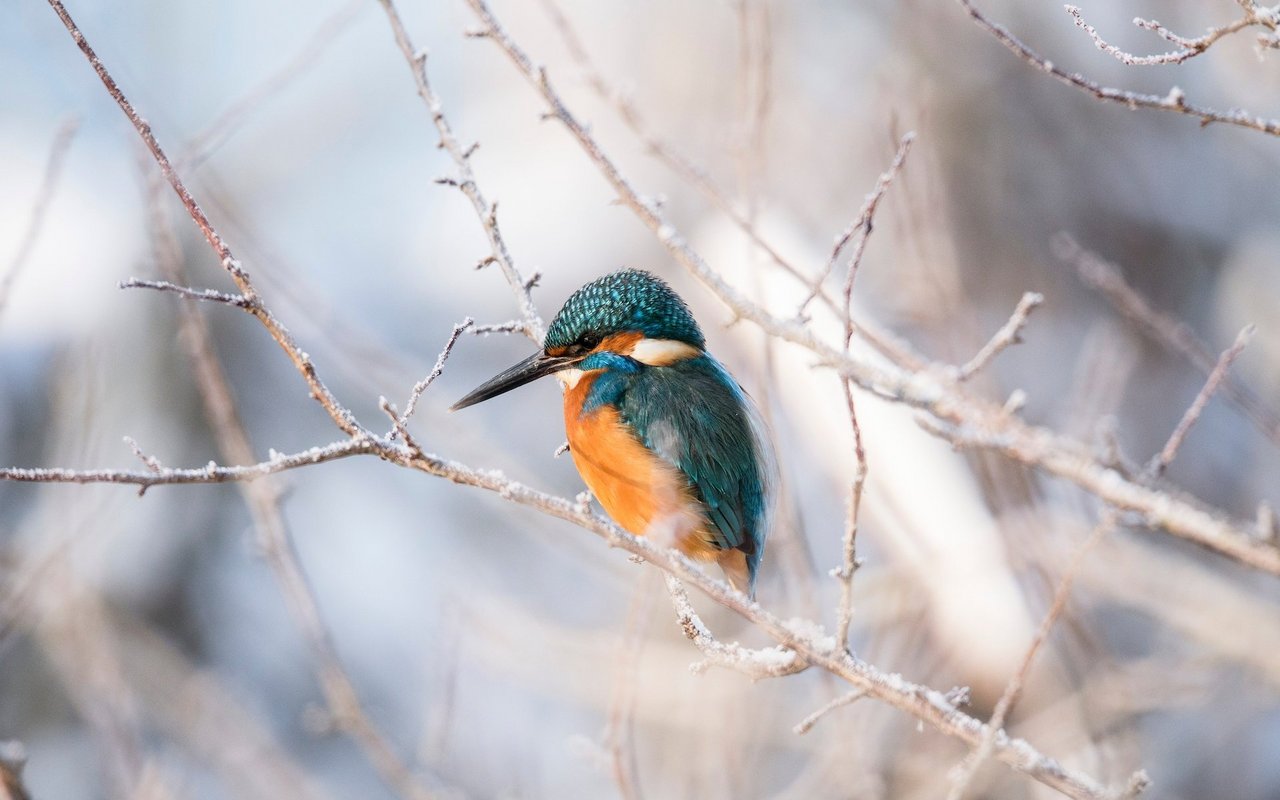 Der Eisvogel ist ein ganzjährig selten vorkommender Vogel. Der Winter ist jedoch eine gute Zeit, ihn an Gewässern zu beobachten, denn die Sicht auf ihn wird nicht durch Blätter versperrt.