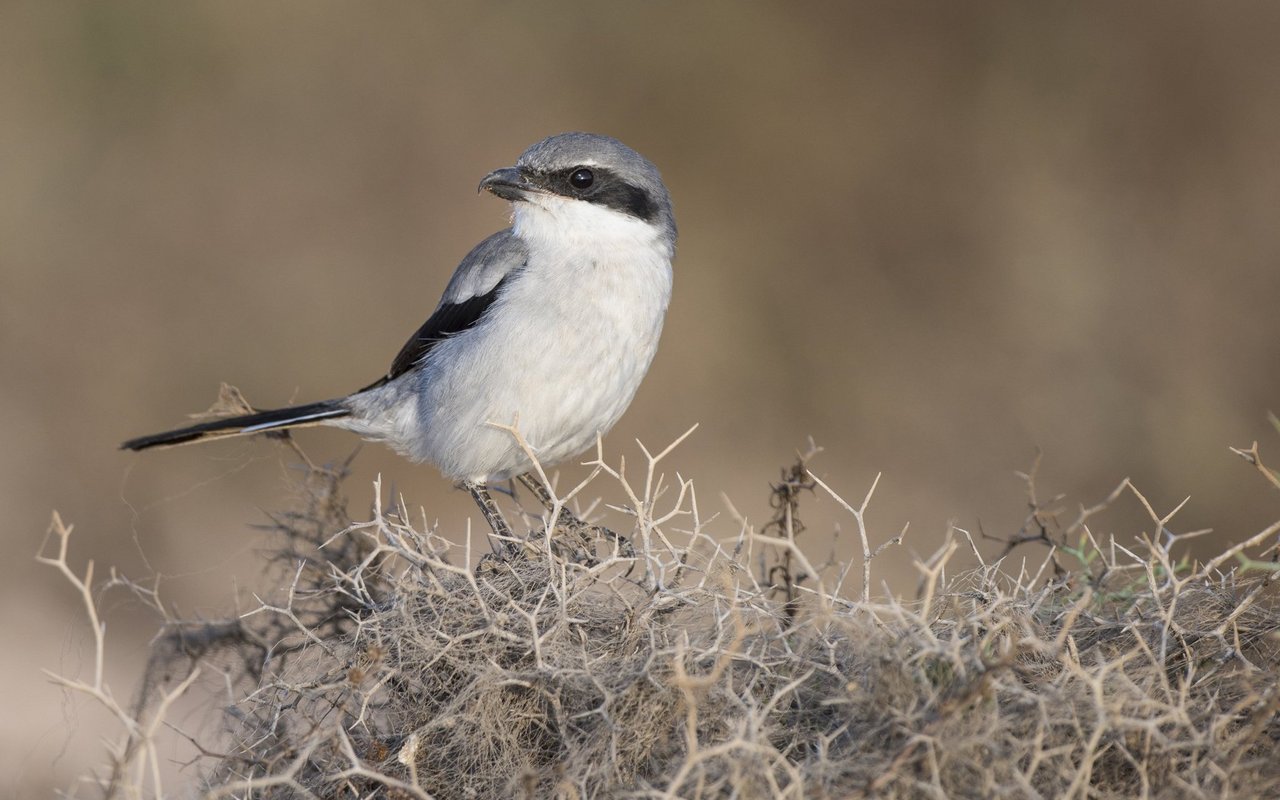 Der Iberienraubwürger ist gemäss der Roten Liste global gefährdet. In der Schweiz ist er als Brutvogel bereits ausgestorben.