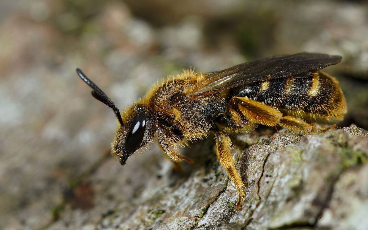 Insekten, unteranderem die Biene, profitieren von einer biodiversen Hecke.