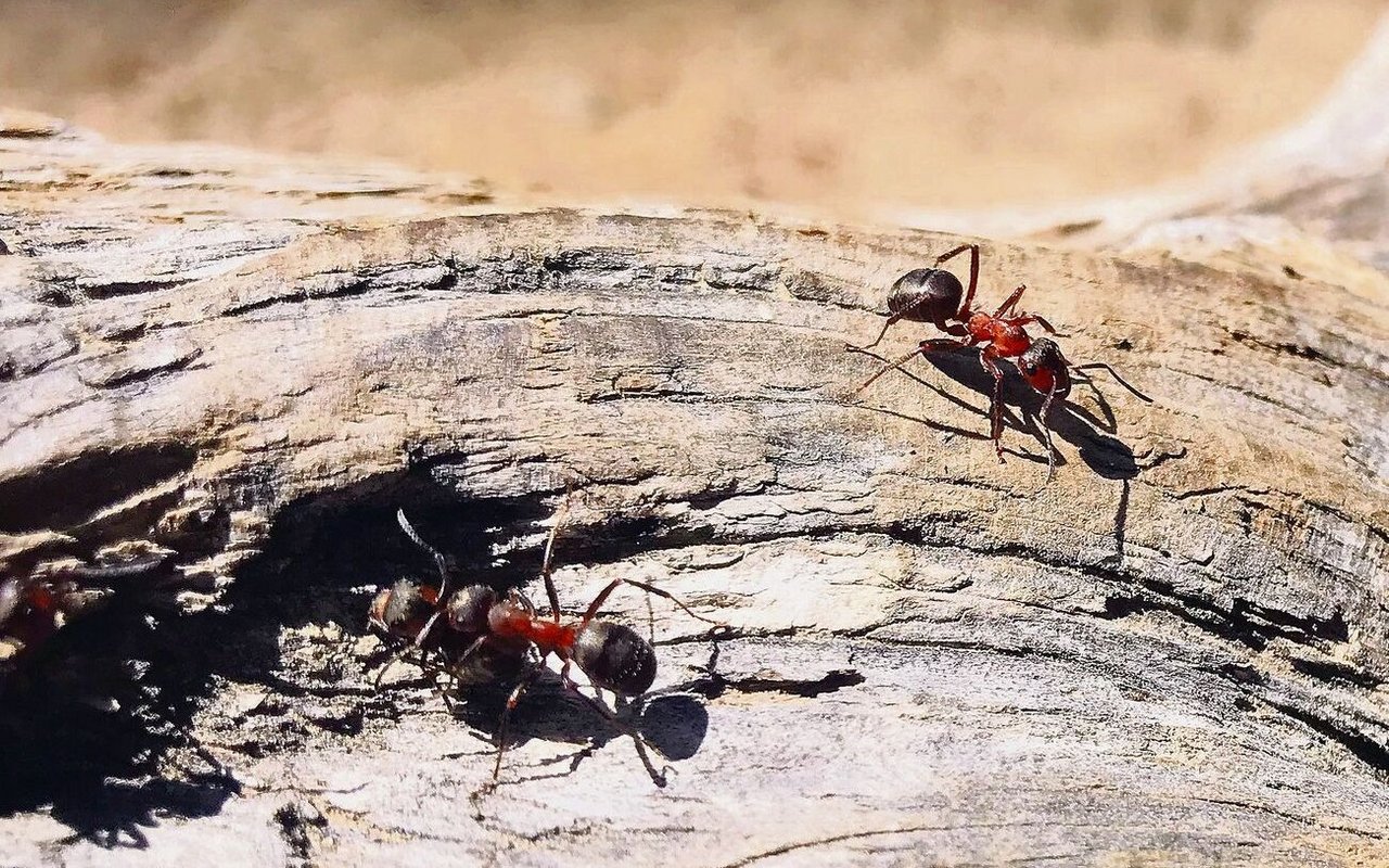 Faszinierende Fauna: Eine grosse Vielfalt von Lebewesen, deren Anpassungspotential sehr erstaunlich ist, begegnet den Wanderern auf dem Panorama-Wanderweg.