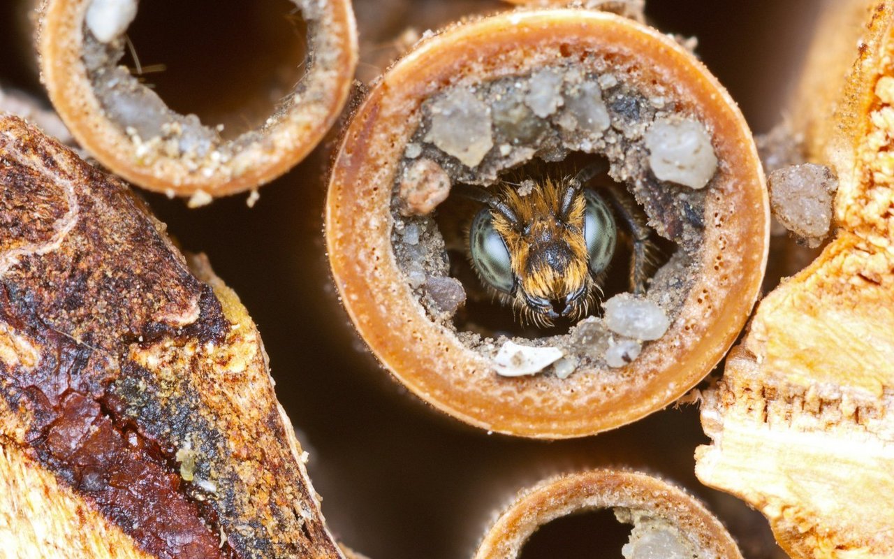 Auch am Haus lassen sich Wildbienen gezielt fördern.