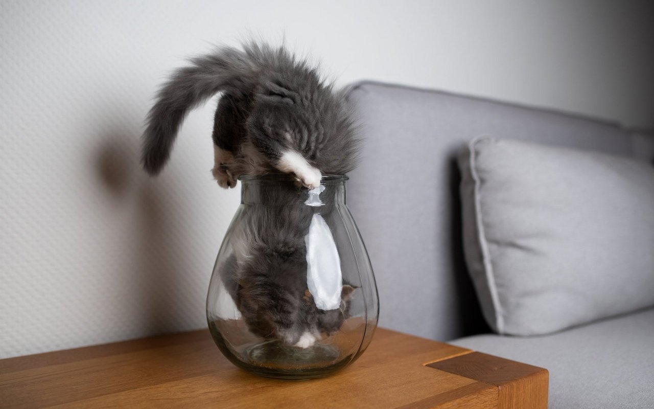 Wenn eine Katze es sich in einer Vase gemütlich machen will, «verflüssigt» sie sich. 