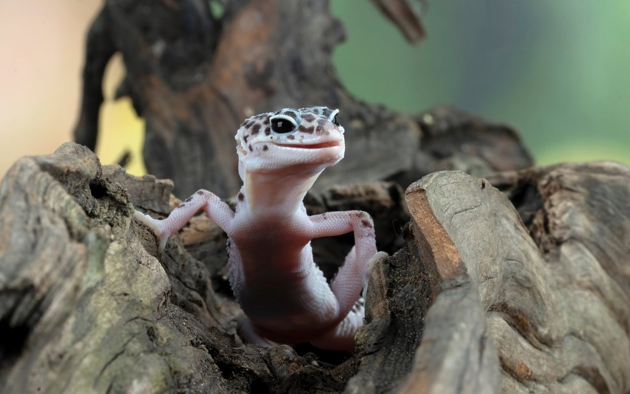 Als wechselwarme Tiere besitzen Reptilien keine konstante Körpertemperatur.