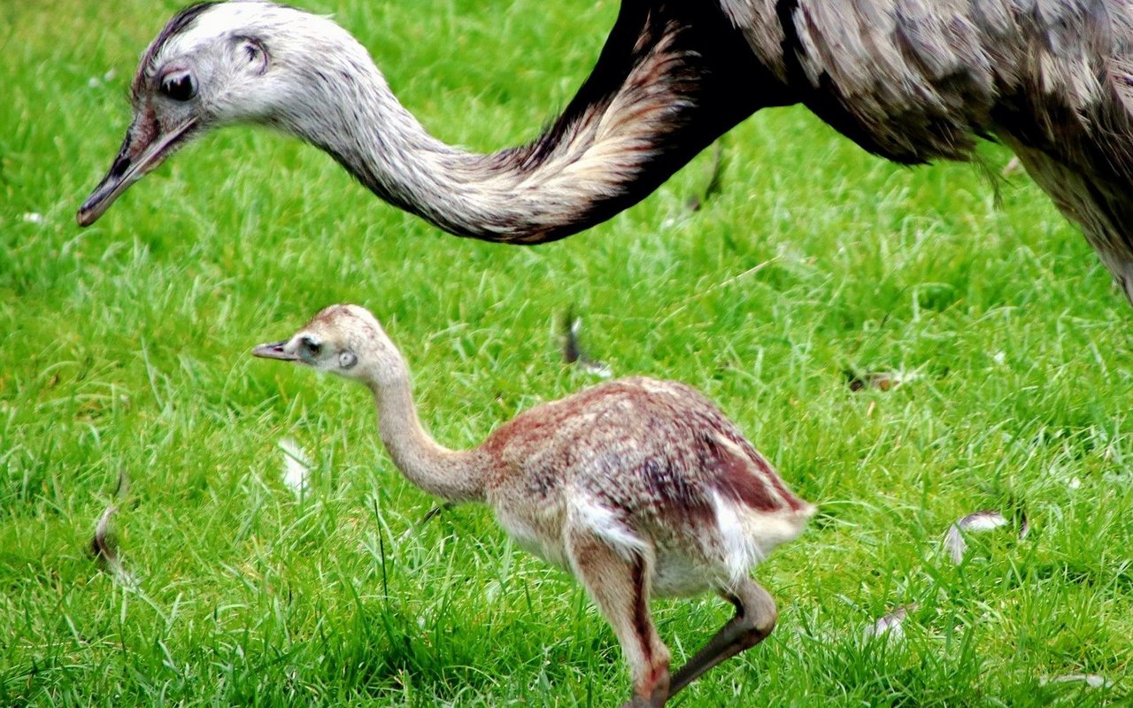 Nandu-Männchen kümmern sich um die Jungen mehrerer Weibchen.