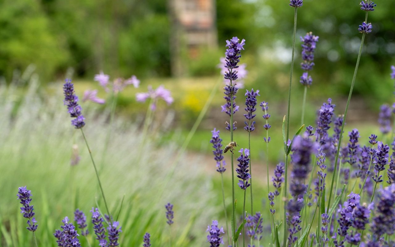 Natürlich wächst im Klostergarten auch der beruhigende Lavendel. Die Bienen lieben ihn.