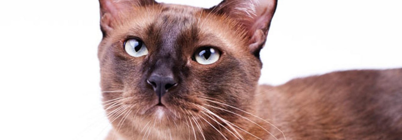 Katzenbesitzer sollten regelmässig die Ohren ihrer Tiere kontrollieren.