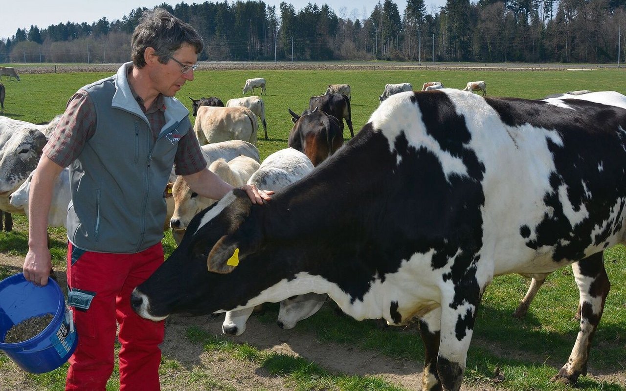 Landwirt Christoph Jakob sind seine Zebus sehr ans Herz gewachsen.