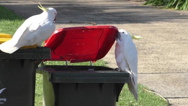 Zwei Kakadus öffnen eine Mülltonne