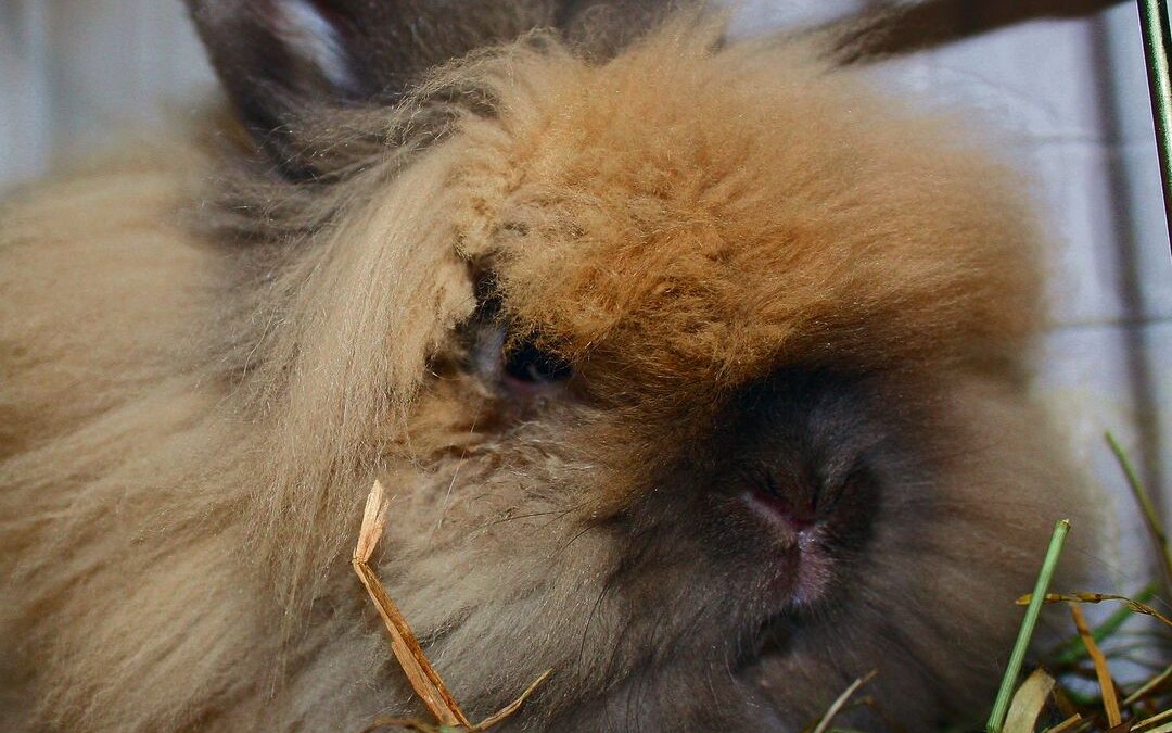 Die Teddykaninchen, erstmals Ende des 20. Jahrhunderts aufgetaucht und vermutlich durch Angora-, Bartkaninchen, Jamoras und Farbenzwerge beeinflusst, haben ein dichtes, 6 bis 7 cm langes, sehr feines Fell, das regelmäßiges Kämmen erfordert.