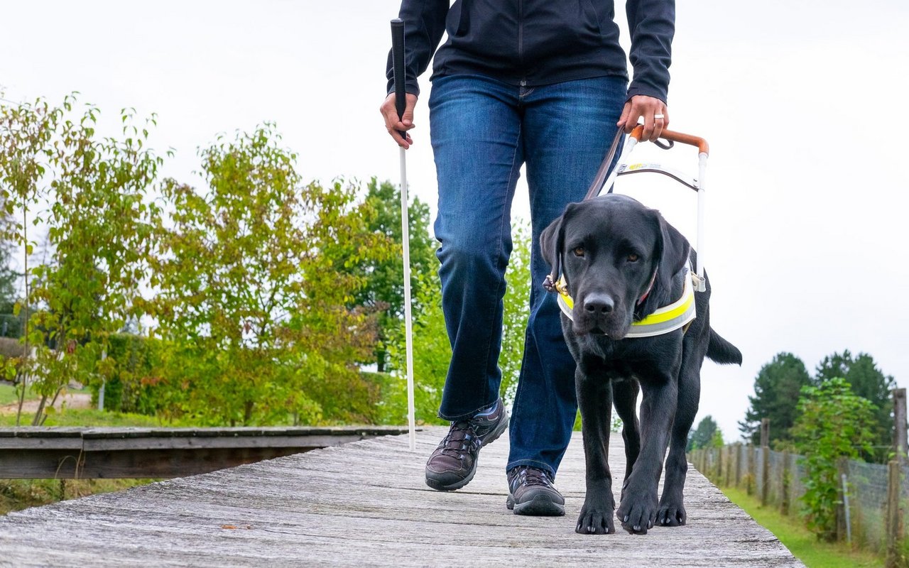 Blindenführhunde verhelfen blinden oder sehbeeinträchtigten Menschen zu einer besseren Mobilität. 