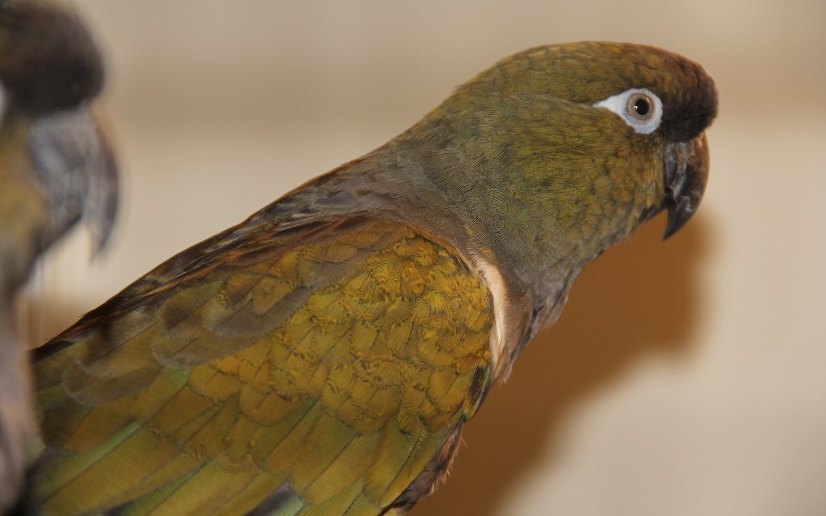 Felsensittiche werden selten gehalten. 