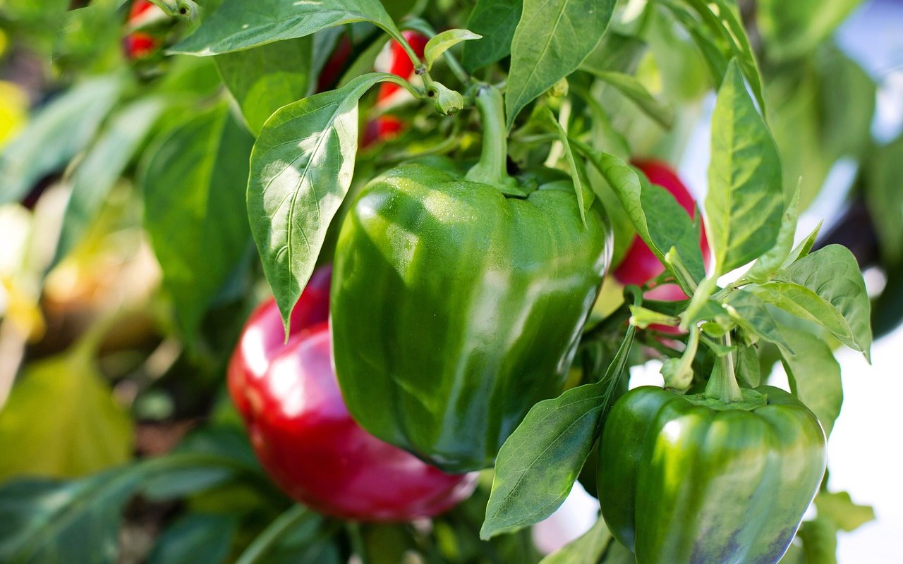 Paprika sind Starkzehrer mit einem hohen Nährstoffbedarf.