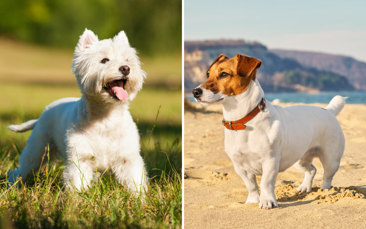 Der West Highland White Terrier und ein Jack Russell Terrier. 
