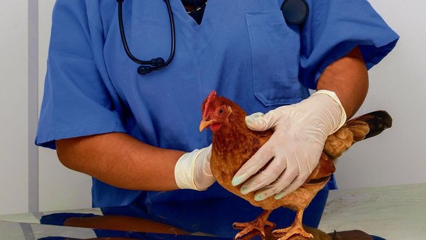 Legehybriden (oben) haben im Vergleich mehr gesundheitliche Probleme alsRassehühner (links). 