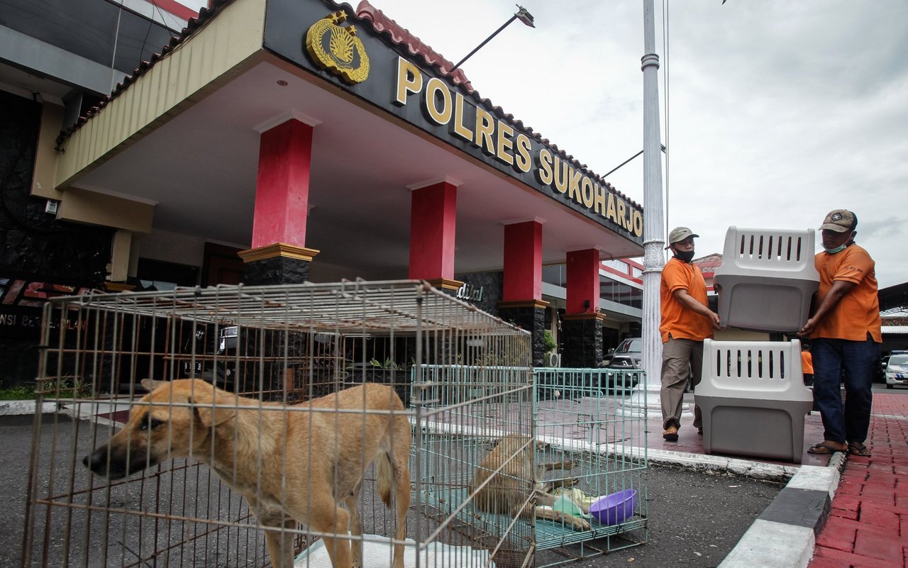 Diese Hunde werden in Indonesien für den Transport ins Schlachthaus verladen.