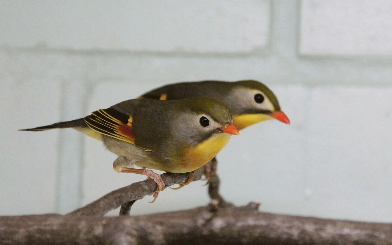 Chinesische Nachtigallen in Privathaltung. 
