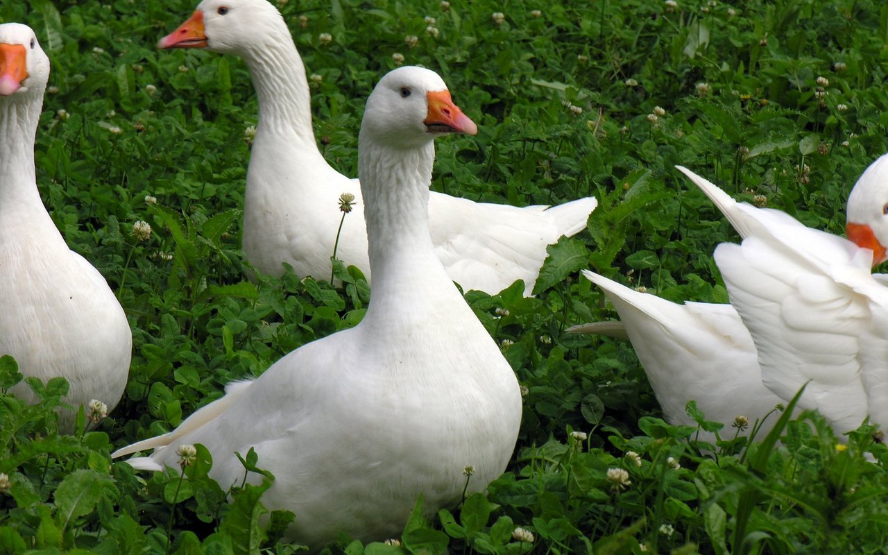 Die Diepholzer Gans ist eine schneeweisse, mittelgrosse, rundliche Landgans.