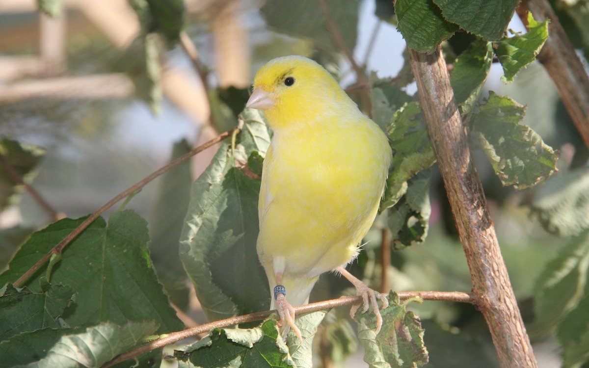 Kanarienvögel fliegen gerne auf natürliche Äste.