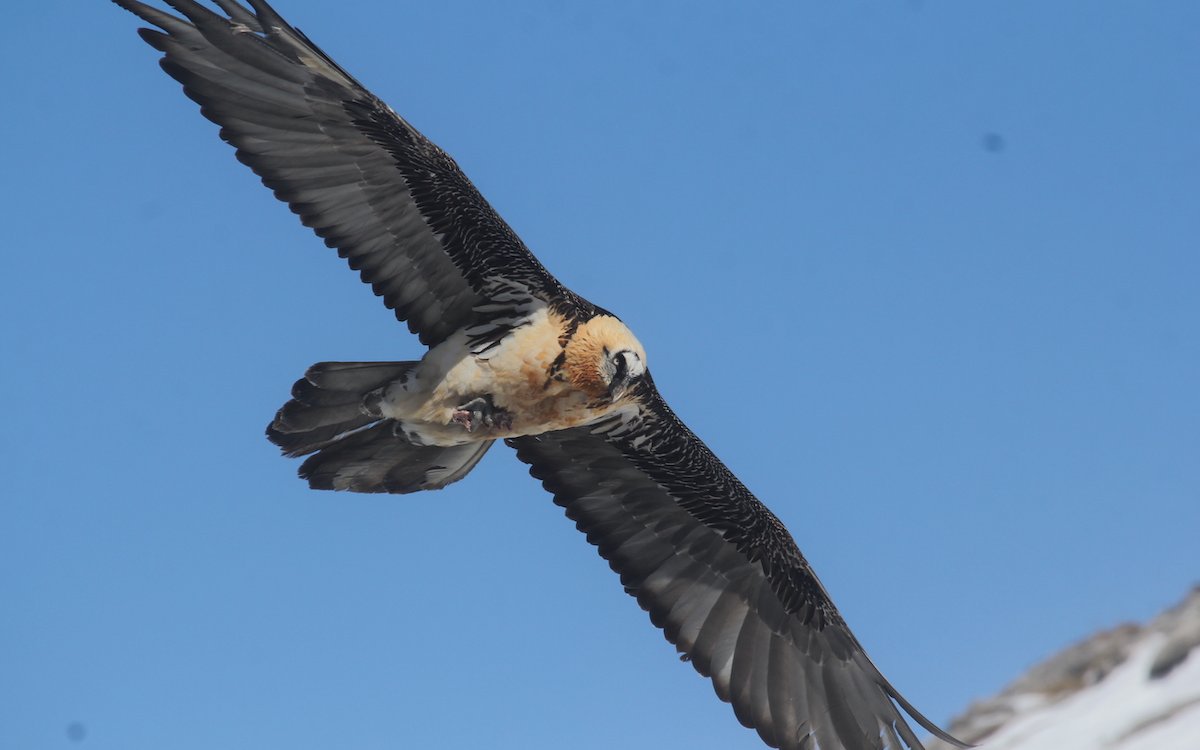 Ein Bartgeier am Walliser Himmel. 