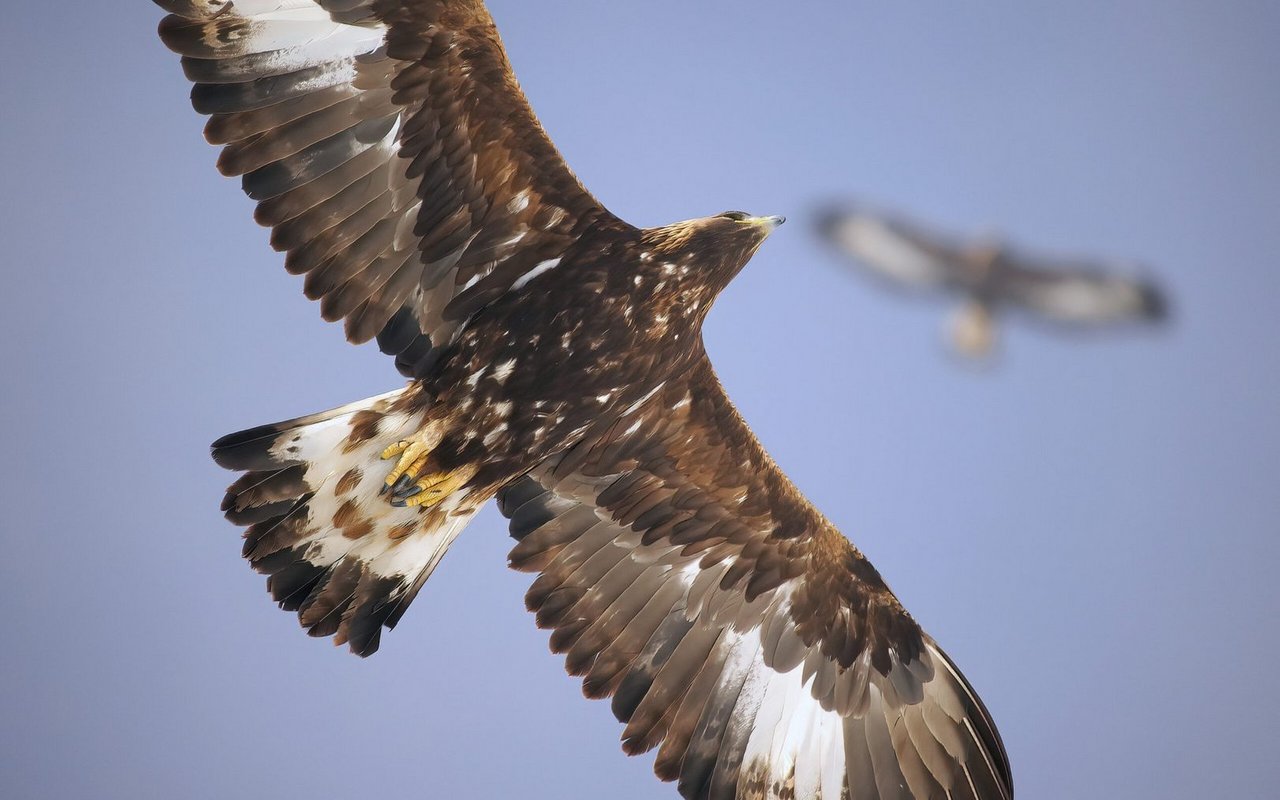 Warum das Überleben der Steinadler trotz gut gefüllter Reviere ein täglicher Kampf bleibt.