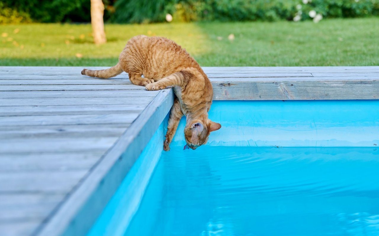 Ein Swimmingpool kann für Tiere schnell gefährlich werden. 