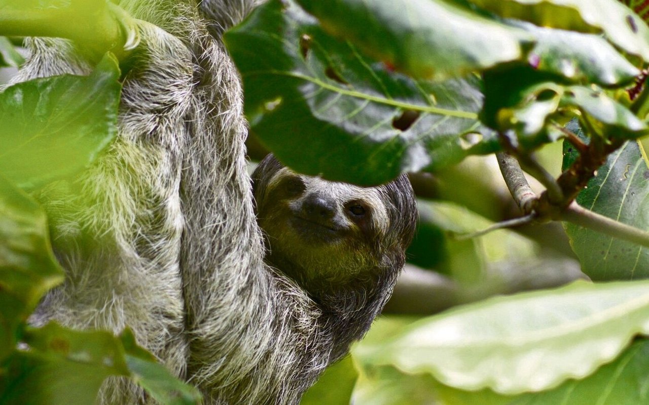 Das Faultier ist ein Meister der Langsamkeit und perfekt getarnt im Blätterdach.