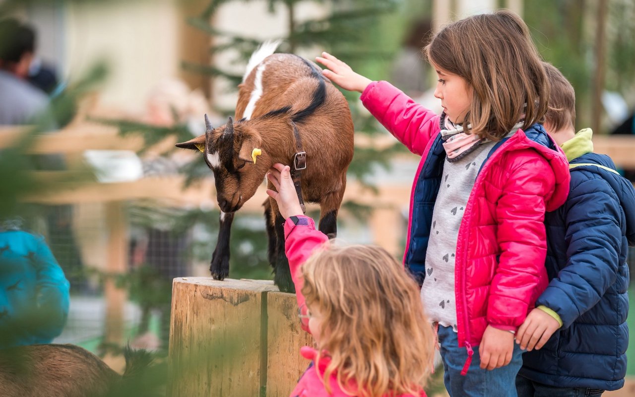 Tiere wie Ziegen können hautnah erlebt werden. 