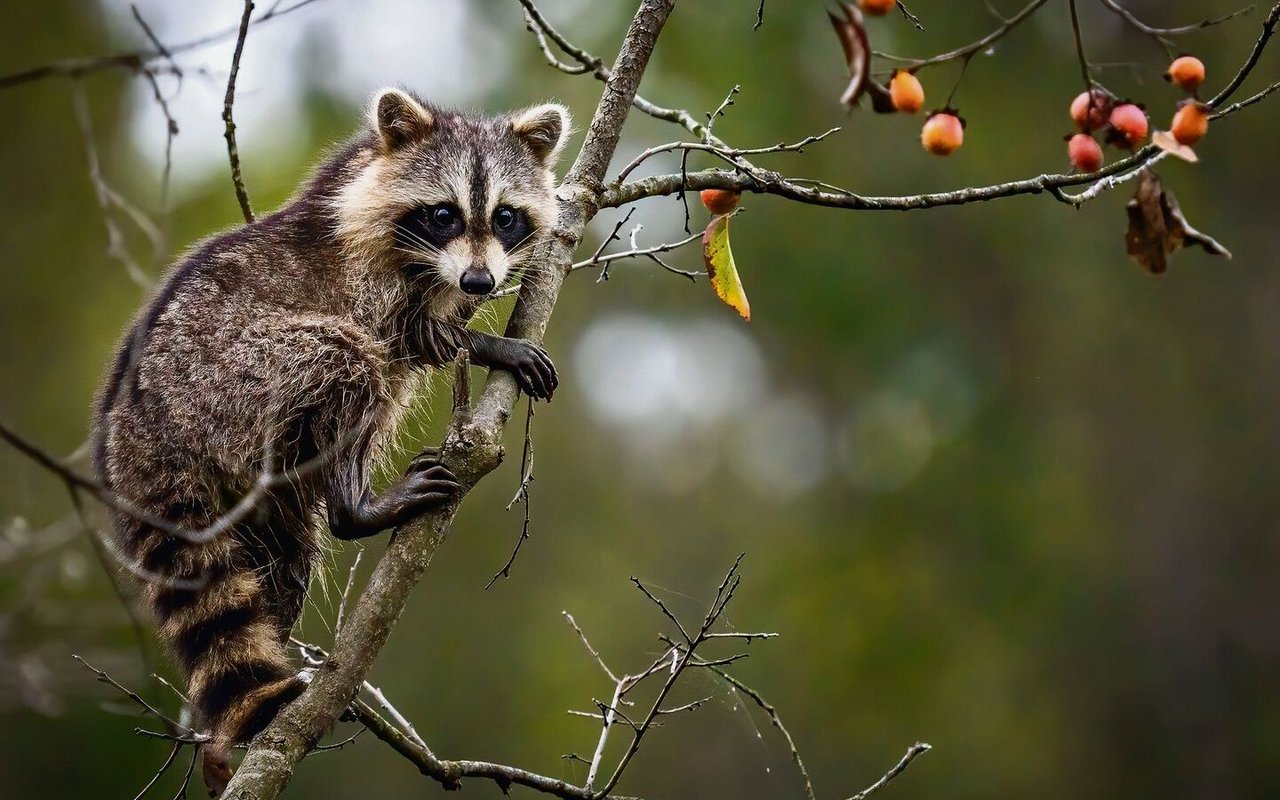 Nach und nach hält der Waschbär in der Schweiz Einzug.