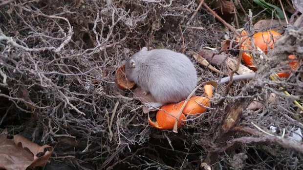 Wüstenrennmaus in Grüncontainer entsorgt