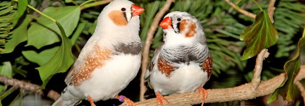 einstieg-vogelhaltung-zebrafinken.jpg