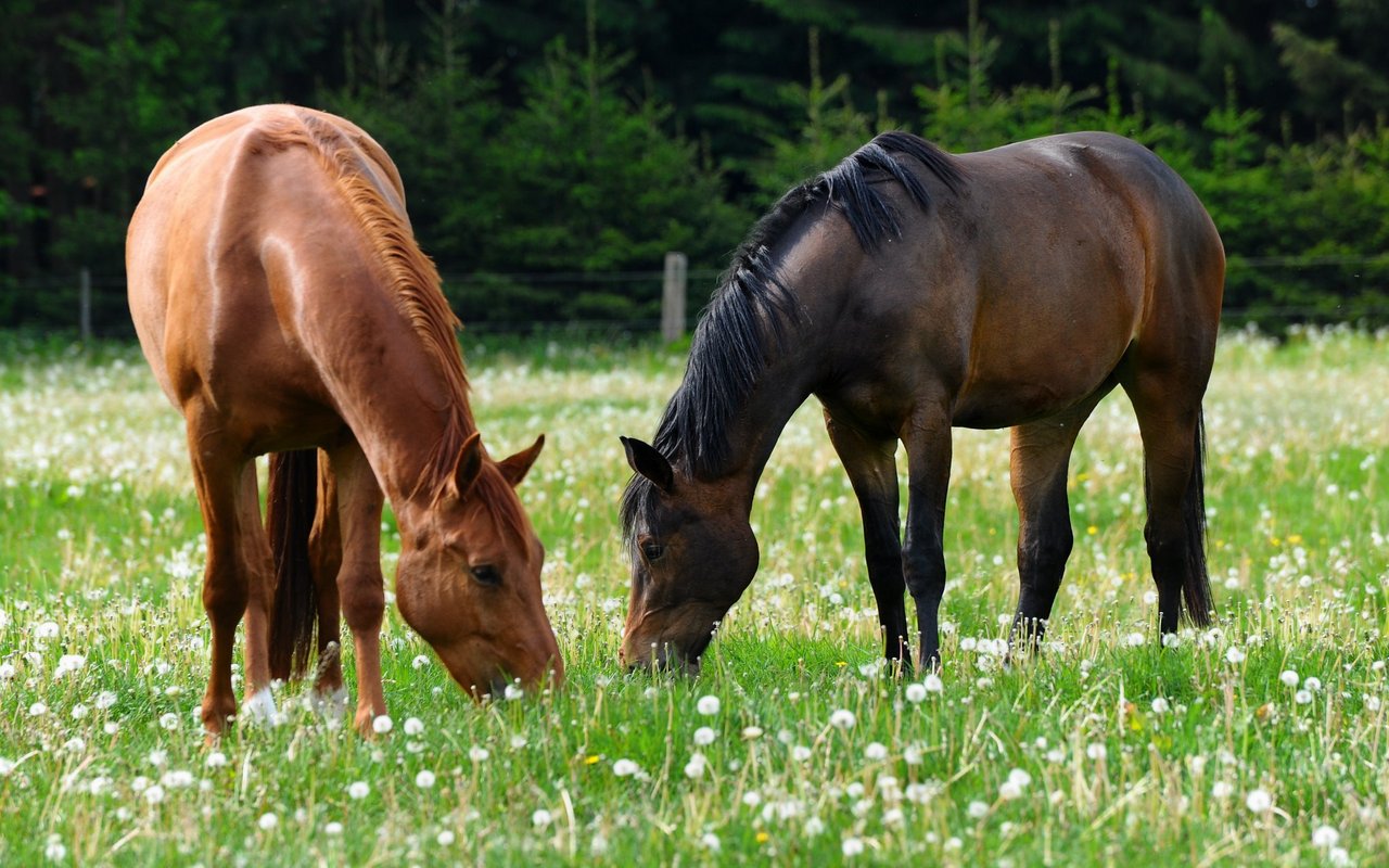Italienische und englische Namen für Pferde sind bei den SchweizerInnen beliebt. 