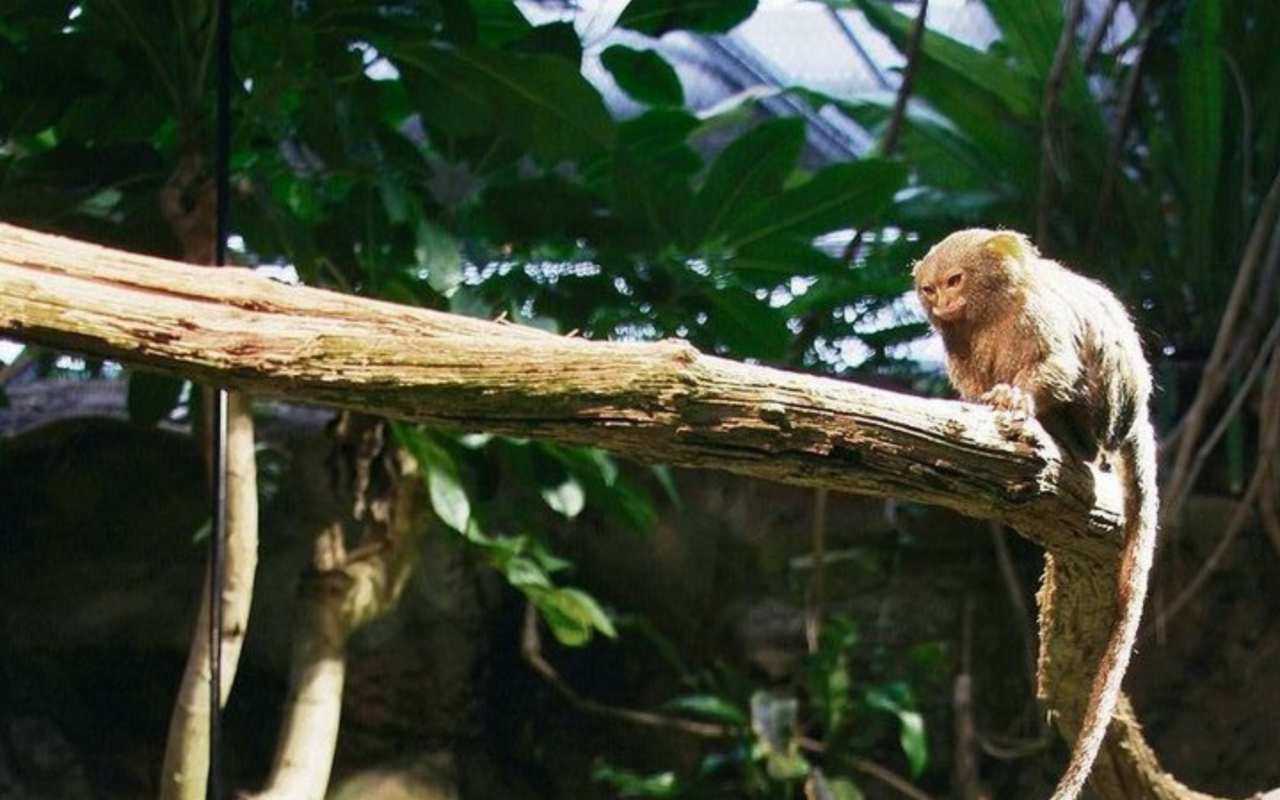 Ein Zwergseidenäffchen in seinem Biotop im Tierpark Bern.