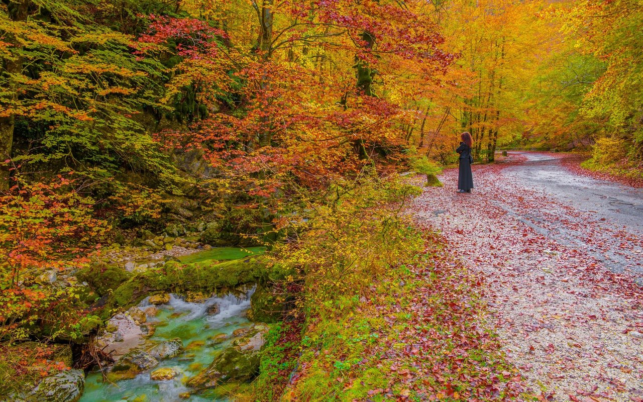 Ein herbstlicher Buchenwald der Abruzzen.