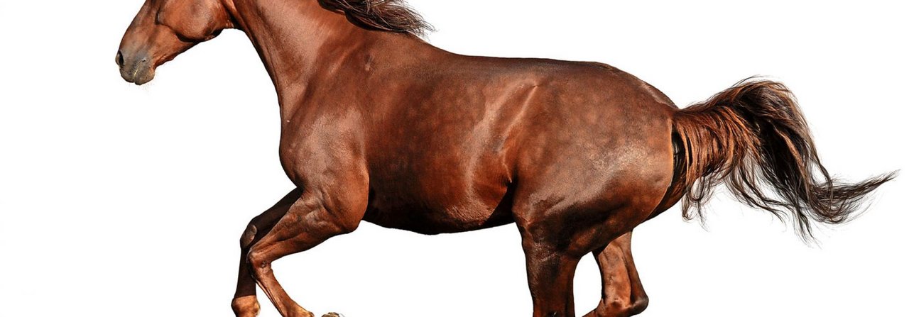 Volle Kraft voraus: Galoppierende Pferde mit wehender Mähne und flatterndem Schweif sind ein faszinierender Anblick.