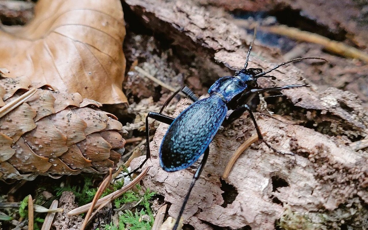 Der Dunkelblaue Laufkäfer.