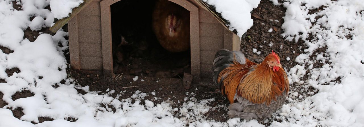 Nebst dem Hühnerstall bietet ein Häuschen im Hof zusätzlichen Schutz.