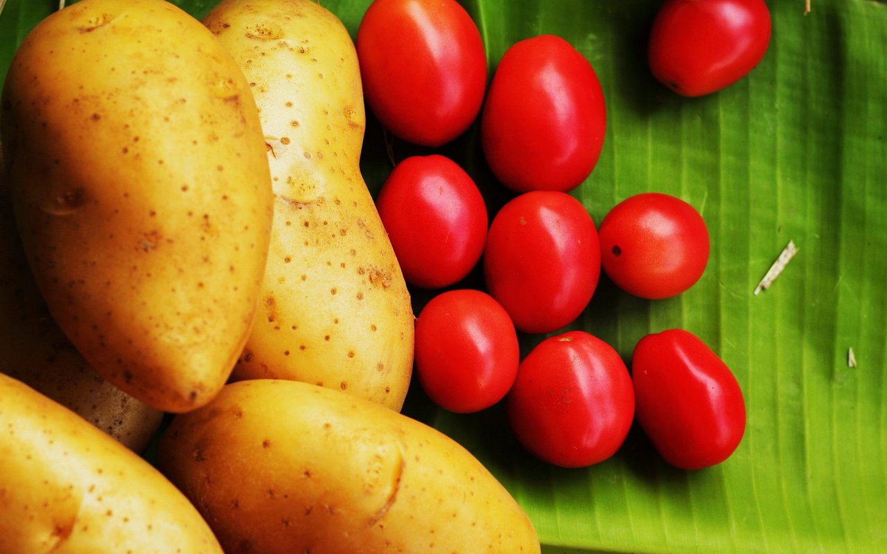 Kartoffeln sollten niemals ungekocht verfüttert werden. 