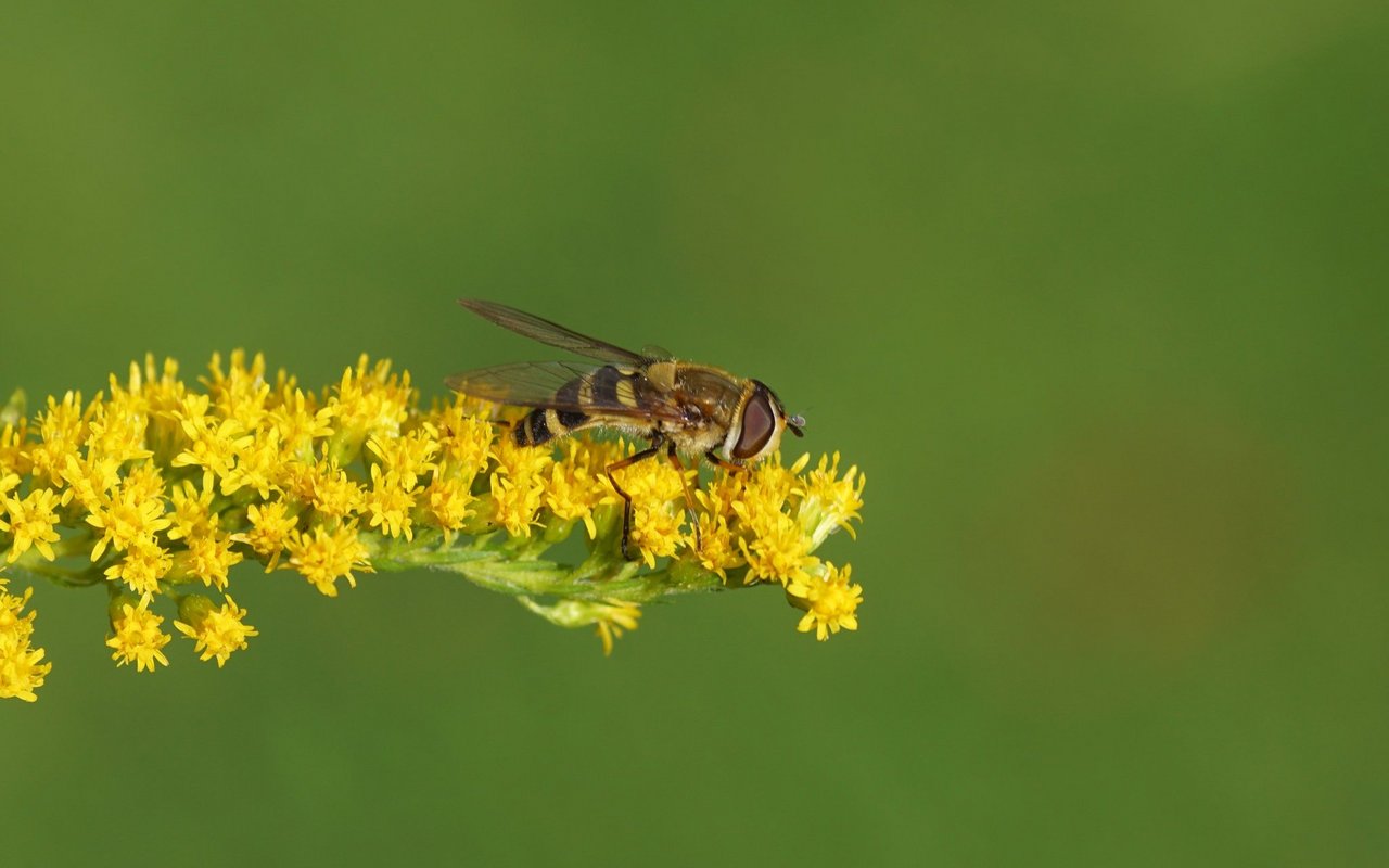 Nicht alle Insekten können den Menschen stechen. 