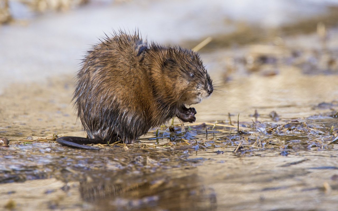 Wer ist Bisamratte, wer Nutria? Ähnlich und doch unterschiedlich.