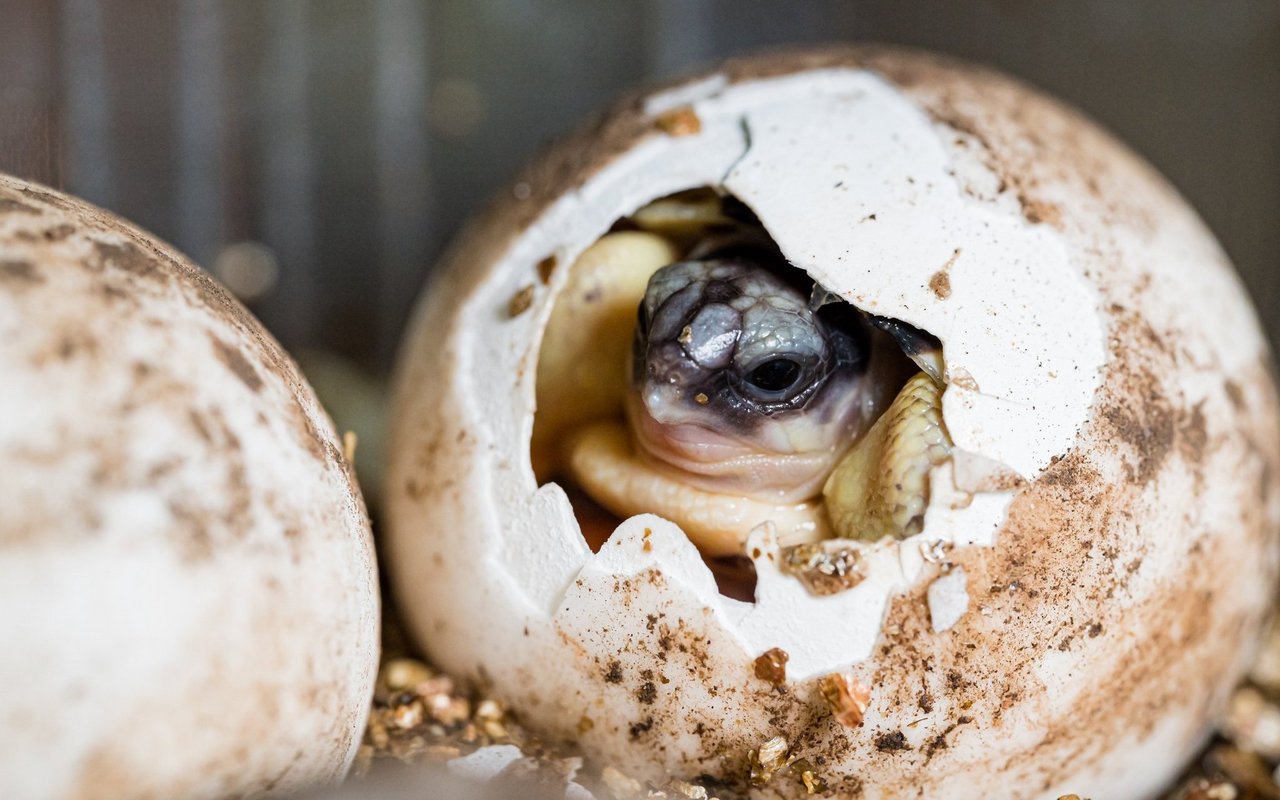 Gleich sieben Strahlenschildkröten schlüpften im Zolli. 